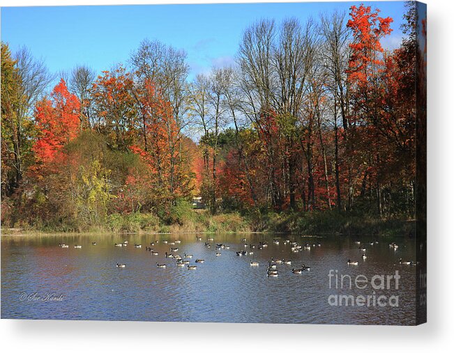 Connecticut Acrylic Print featuring the photograph CT Autumn Lake. by Sue Karski