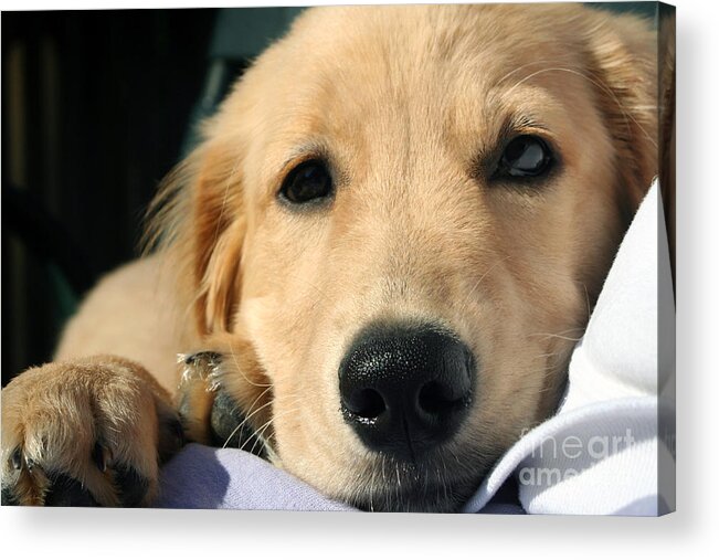 Adorable Acrylic Print featuring the photograph Cuddly Puppy by Susan Stevenson