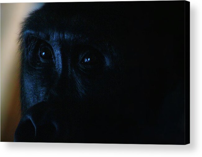 Hovind Acrylic Print featuring the photograph Curious Eyes by Scott Hovind