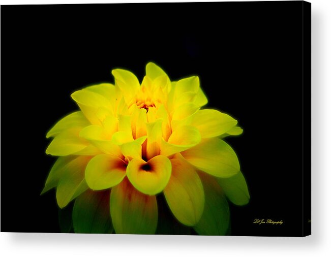 Flower Acrylic Print featuring the photograph Dahlia Delight by Jeanette C Landstrom