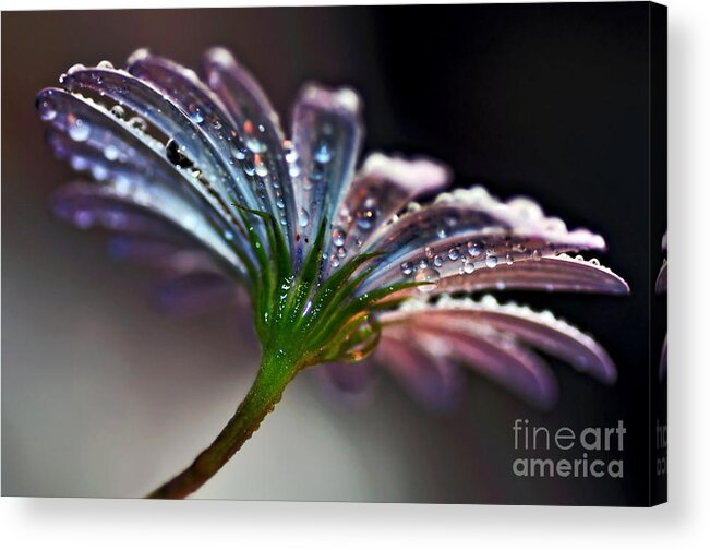 Photography Acrylic Print featuring the photograph Daisy Abstract with Droplets by Kaye Menner