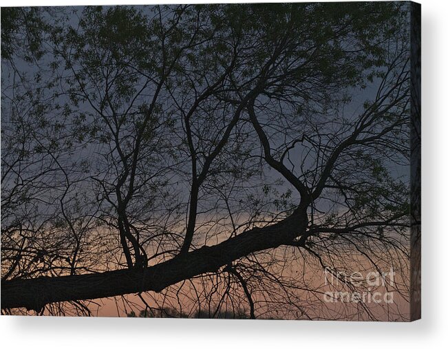 Tree Acrylic Print featuring the photograph Dawn by William Norton