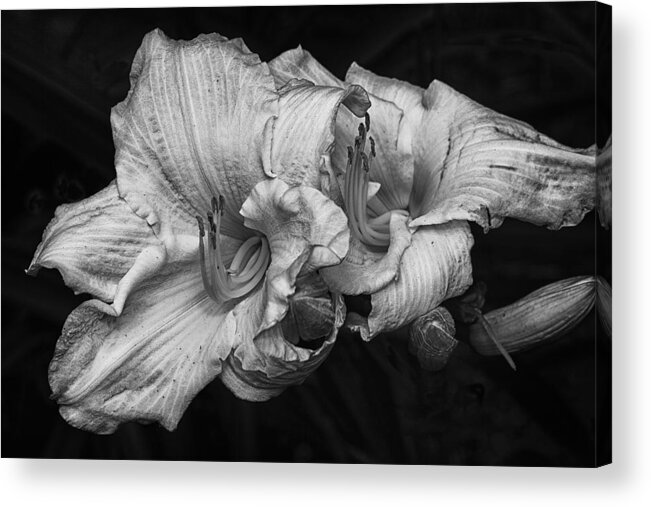 Lilies Acrylic Print featuring the photograph Day lilies by Eunice Gibb