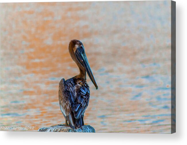 Pelican Acrylic Print featuring the photograph Days End Pelican by Shannon Harrington