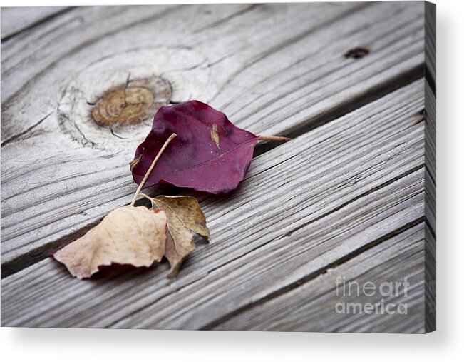 Leaves Acrylic Print featuring the photograph Dead Leaves by Olivier Steiner