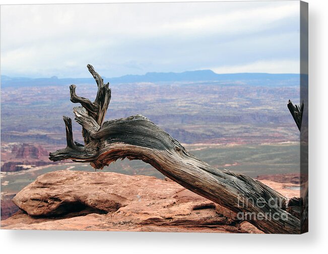 Dead Tree Acrylic Print featuring the photograph Dead tree at canyonland park by Dan Friend