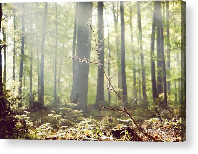 Woodland Photograph Acrylic Print featuring the photograph Deep by Violet Gray