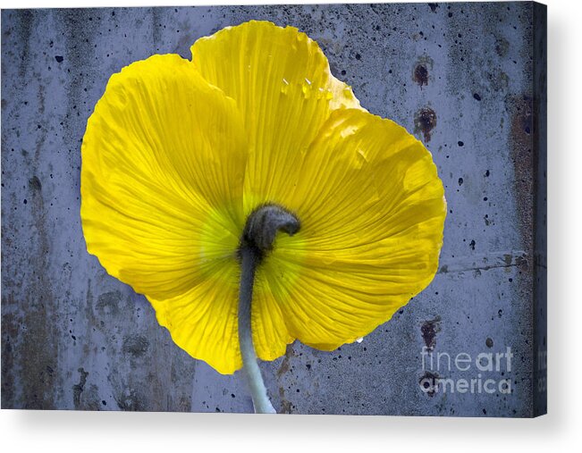 Poppy Acrylic Print featuring the photograph Delicate and Strong by Heiko Koehrer-Wagner