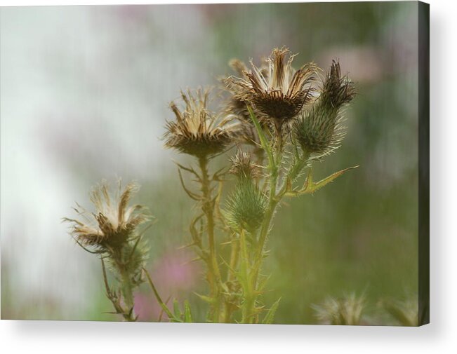Flower Acrylic Print featuring the photograph Delicate Balance by Tam Ryan