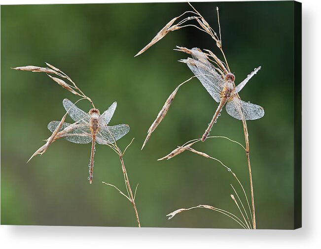 Animal Acrylic Print featuring the photograph Dew Covered Dragonflies by Dean Pennala
