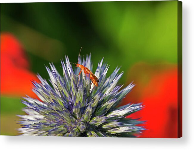Orange Acrylic Print featuring the photograph Difficult to navigate by Terry Dadswell