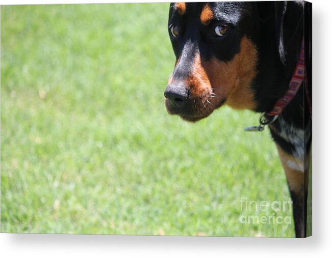 Dog Acrylic Print featuring the photograph Do Not Take My Picture by Sheri Simmons