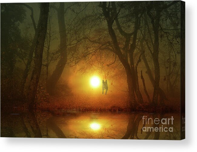 Photograph Acrylic Print featuring the photograph Dog At Sunset by Bruno Santoro