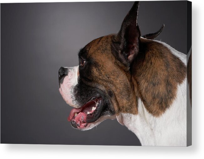 Horizontal Acrylic Print featuring the photograph Dog With Mouth Open by Chris Amaral