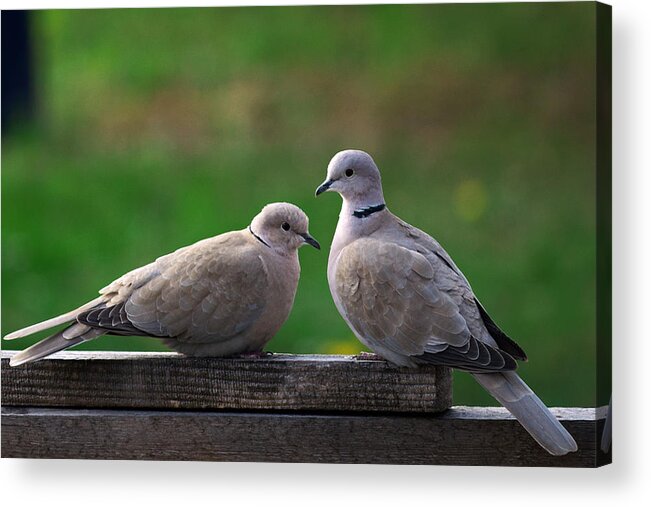 Animal Acrylic Print featuring the photograph Doves by Ivan Slosar