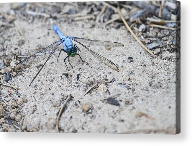 Dragonfly Nature Amy Salter Photograph Blue Acrylic Print featuring the photograph Dragonfly by Amy Salter