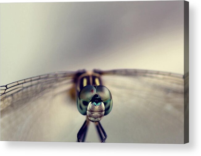 Dragonfly Acrylic Print featuring the photograph Dragonfly Art by Joel Olives