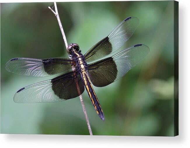 Insect Acrylic Print featuring the photograph Dragonfly by Daniel Reed