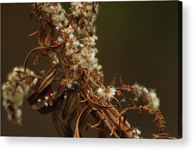 Hovind Acrylic Print featuring the photograph Dried Weed by Scott Hovind