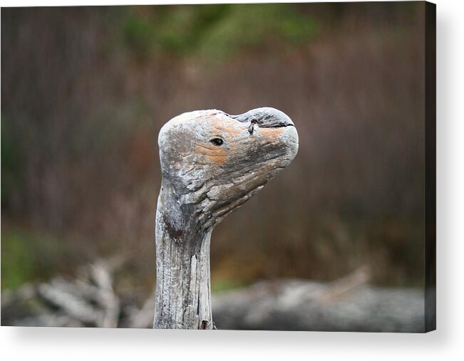Driftwood Acrylic Print featuring the photograph Driftwood Bird by Kym Backland
