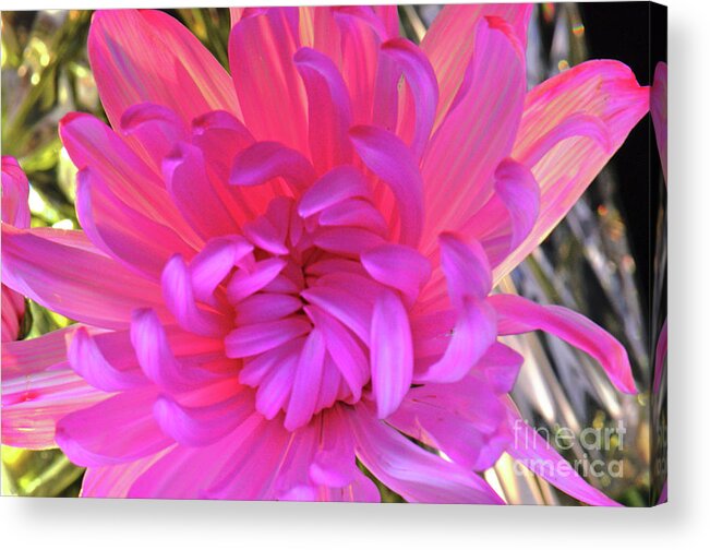 Pink Acrylic Print featuring the photograph Drop Dead Gorgeous.... by Tanya Tanski