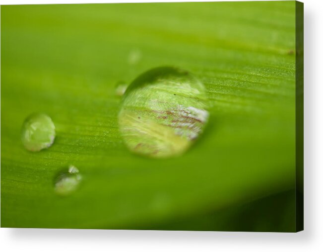 Rain Drop Acrylic Print featuring the photograph Drops of spring by Josef Pittner