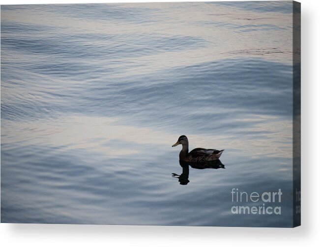 Queen's Quay Acrylic Print featuring the photograph Duck at Sugar Beach by Gary Chapple