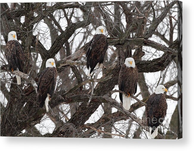Bald Eagles Acrylic Print featuring the photograph Eagle in a Tree by Steve Javorsky