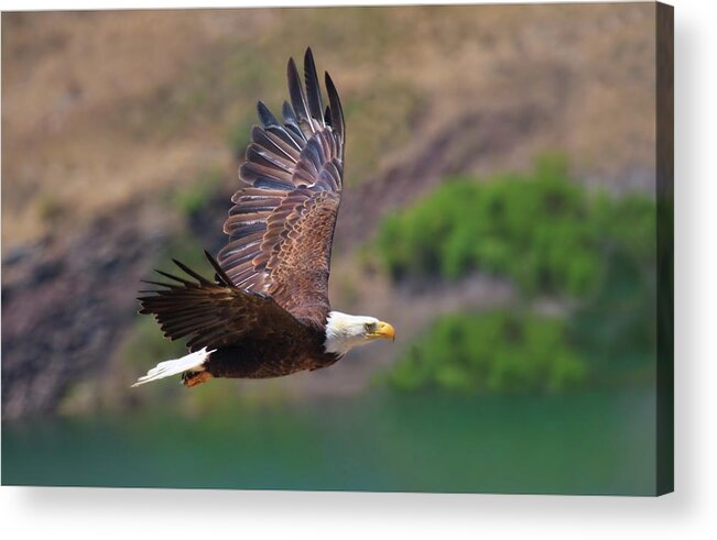 Raptor Acrylic Print featuring the photograph Eagle In Flight by Beth Sargent