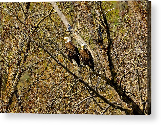 Yellowstone Acrylic Print featuring the photograph Eagle Pair by Greg Norrell