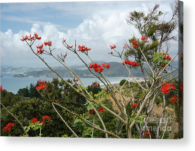 Ngunguru Acrylic Print featuring the photograph Early New Zealand Summer by Yurix Sardinelly