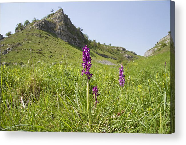 Orchid Acrylic Print featuring the photograph Early Purple Orchids by Bob Kemp