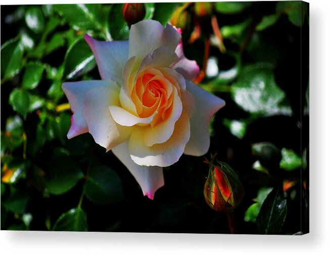 Rose Acrylic Print featuring the photograph Easter rose by Helen Carson