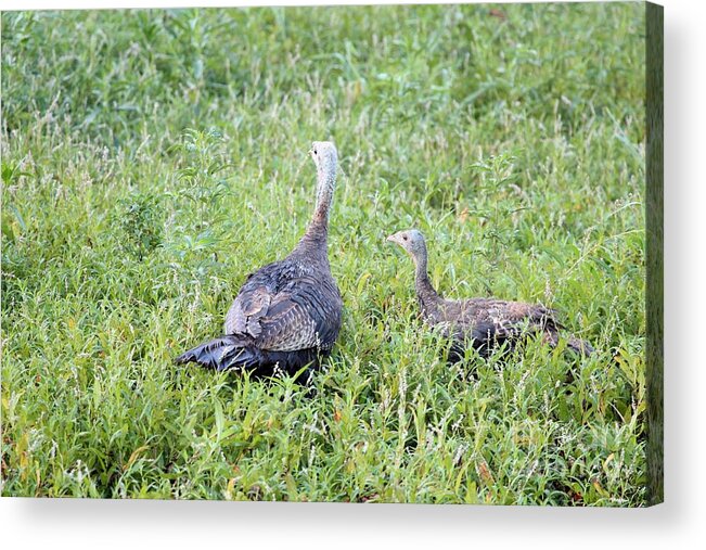 Nature Acrylic Print featuring the photograph Eastern Wild Turkey by Jack R Brock