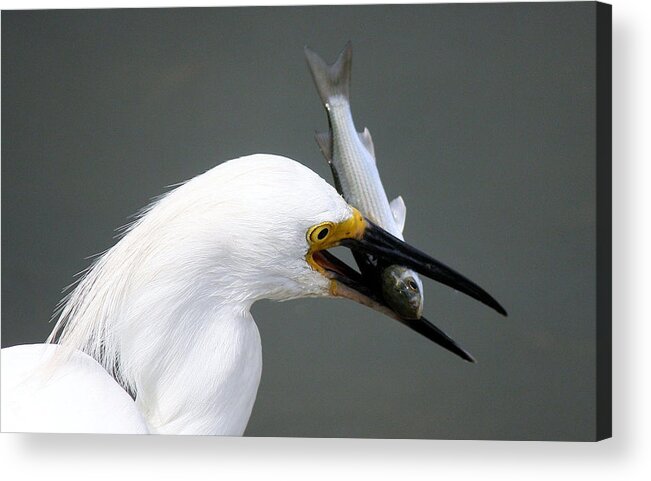 Great White Egret Acrylic Print featuring the photograph Egret with his Catch of the Day by Paulette Thomas