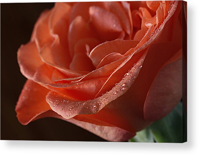 Rose Acrylic Print featuring the photograph Elegance by Shirley Mitchell