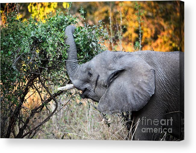 Elephant Acrylic Print featuring the photograph Elephant Detail by Gualtiero Boffi