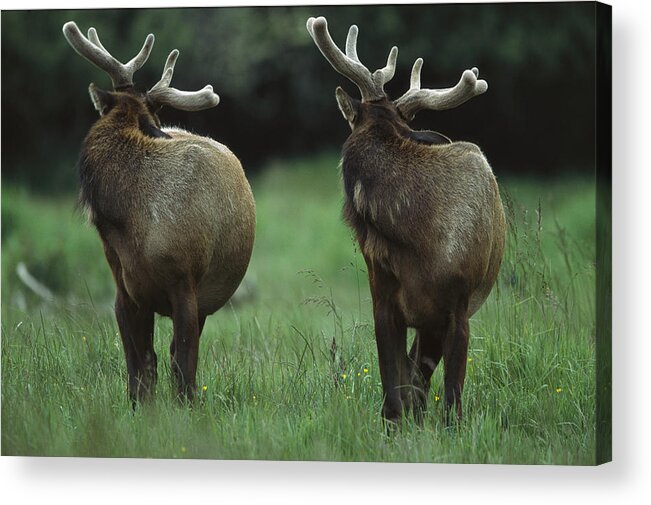 00173975 Acrylic Print featuring the photograph Elk Pair Looking Behind Them Redwood by Tim Fitzharris