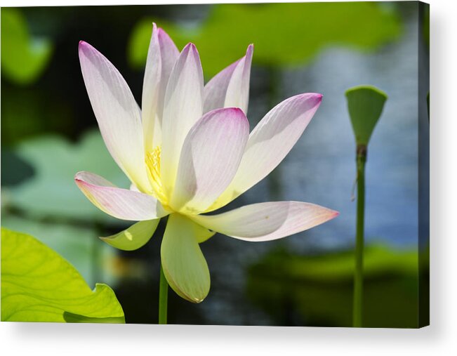Lotus Acrylic Print featuring the photograph Enchanted Beauty by Melanie Moraga
