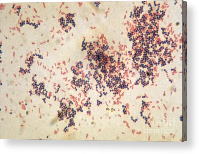 Science Acrylic Print featuring the photograph Escherichia Coli And Staphylococcus by ASM/Science Source