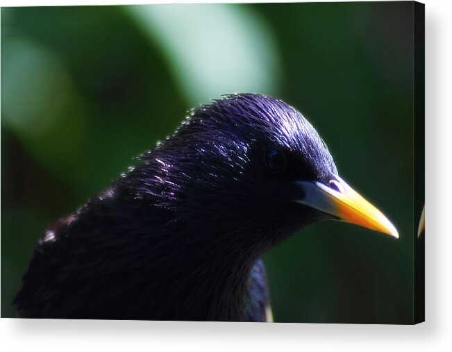 Bird Acrylic Print featuring the photograph European Starling by Scott Hovind