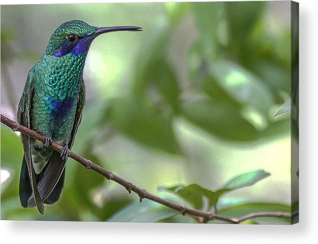 Malachite Sunbird Acrylic Print featuring the photograph Eye For Beauty by Andrea OConnell