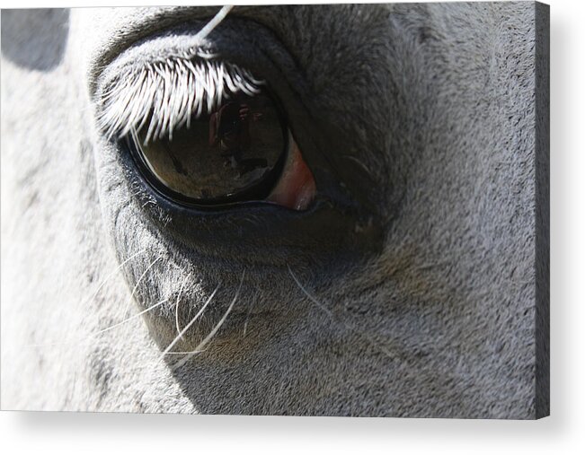 Eye Acrylic Print featuring the photograph Eye of Equus by Cathie Douglas