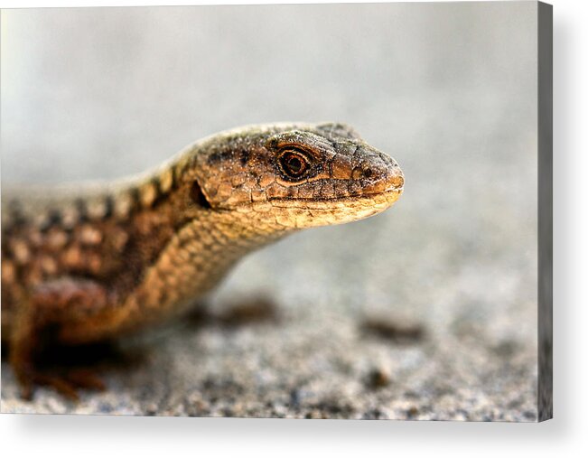 Lizard Acrylic Print featuring the photograph Eye Of The Golden Lizard by Tracie Schiebel