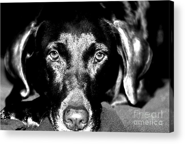 Dogs Acrylic Print featuring the photograph Eyes by Leslie Leda