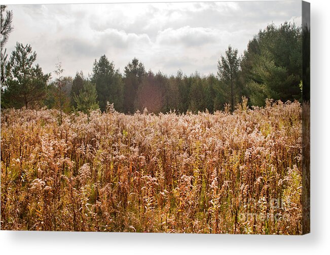 Conservation Area Acrylic Print featuring the photograph Fall Flowering Weeds by Gary Chapple
