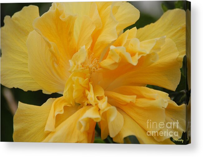 Hibiscus Acrylic Print featuring the photograph Fancy Hibiscus by Susan Stevens Crosby