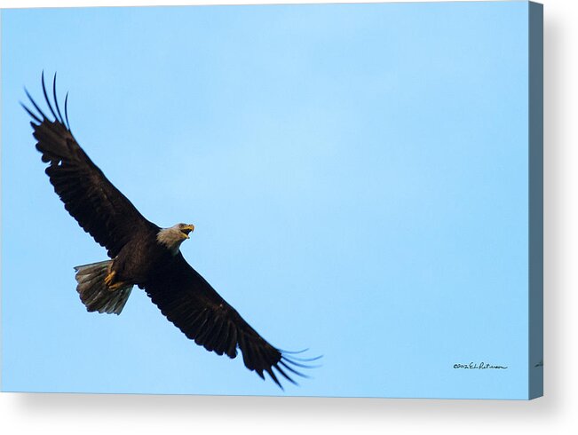 Bald Eagle Acrylic Print featuring the photograph Fantastic Flight by Ed Peterson