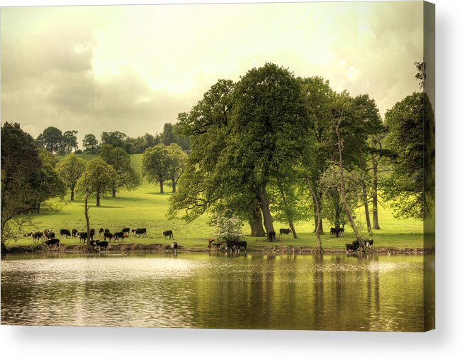 Cows Acrylic Print featuring the photograph Farm life by Gouzel -