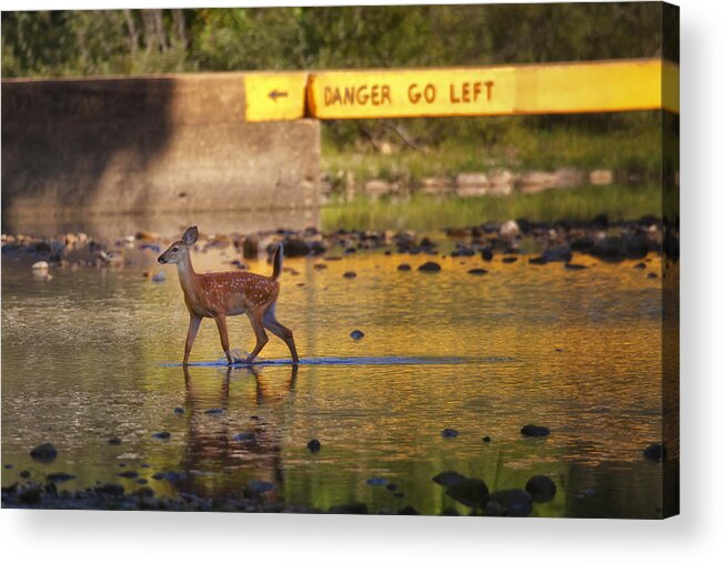 Fawn Acrylic Print featuring the photograph Fawn Crossing the Buffalo National River at Ponca by Michael Dougherty